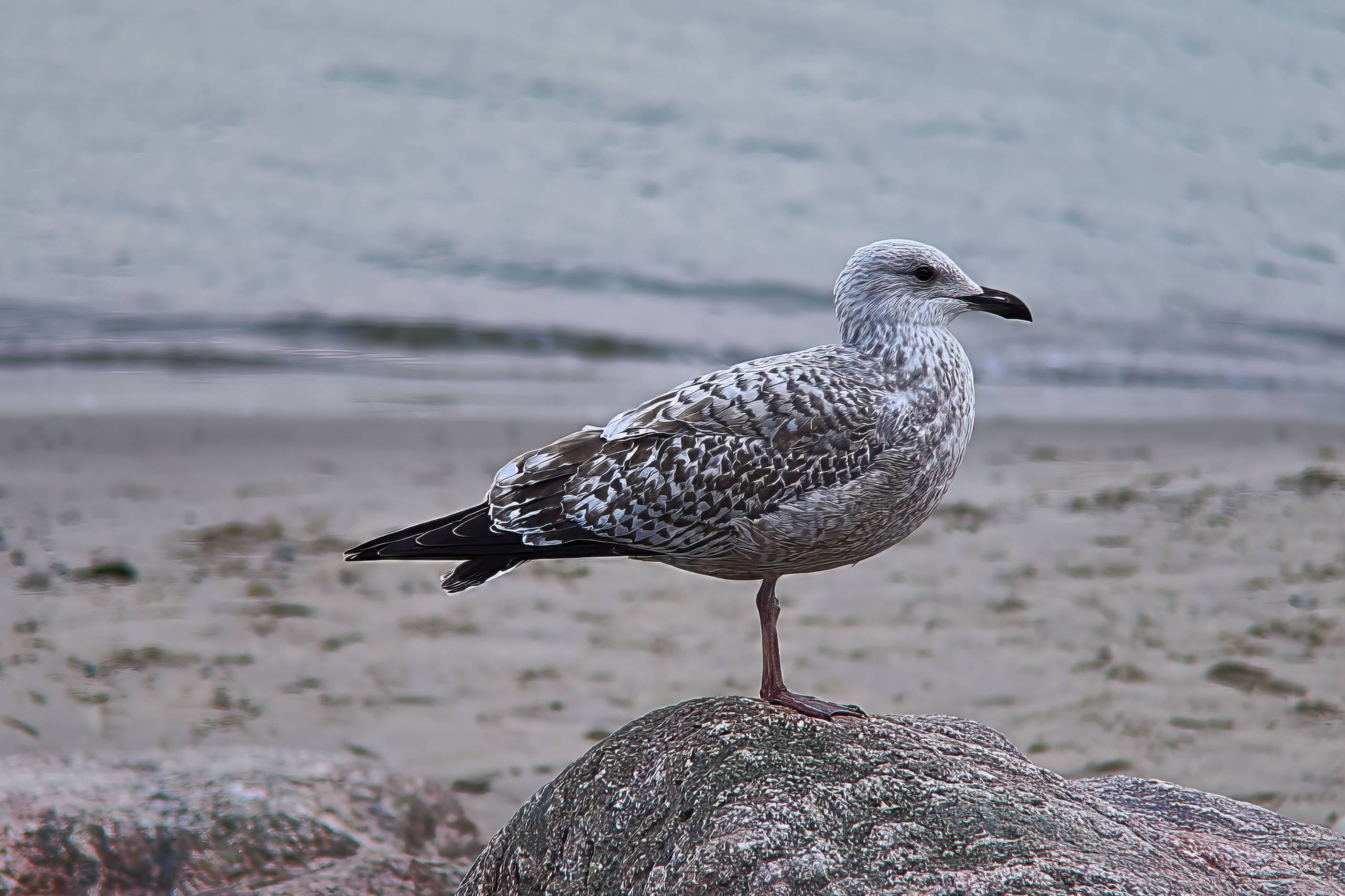 A proud seagull on a stone